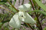 Slimleaf pawpaw